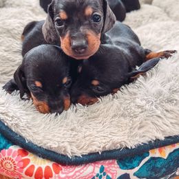 Dachshunds from Honey’s Doxie Den