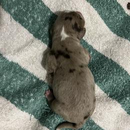 Dachshund Puppies from Honey Creek Doxies