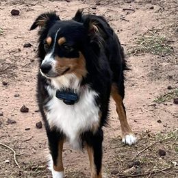 Presley - Toy Australian Shepherd
