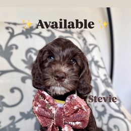Australian Labradoodle Puppies from Kismet Labradoodles