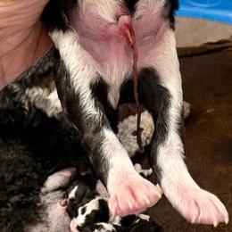 Gray boy - Tri-color male Bernedoodle puppy in Lake, Michigan from 3 King Doodles & Poodles