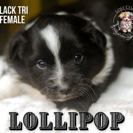 Lollipop - Black tri female Miniature American Shepherd puppy in Ferndale, California from Lost Coast Aussies