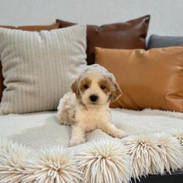 Frost - Parti male Maltipoo puppy in St. George, Utah from Winchester Hills Poodles and Doodles