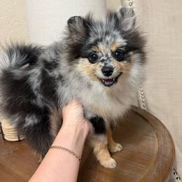 Ace - Blue merle male Pomeranian puppy in Phoenix, Arizona from Luxpomz
