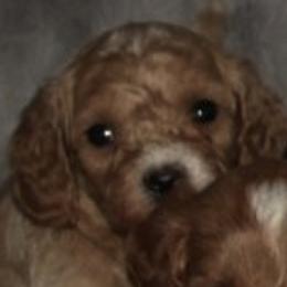 Male 1 - male Cavapoochon puppy in Fredericksburg, Ohio from Timshell Farm Specialty Crossbreed Puppies