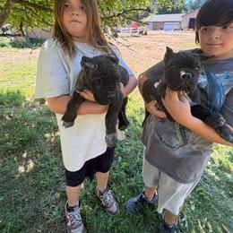Boy 3 - Black brindle male Cane Corso puppy in Olympia, Washington from Grayling Dawn Cane Corso