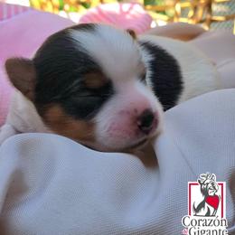 Michelle Jones - Black tan and white female Biewer Terrier puppy in California from Corazon de gigante