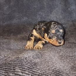 ATHENA - Phantom female Poodle puppy in Palmdale, California from J Designer Puppies
