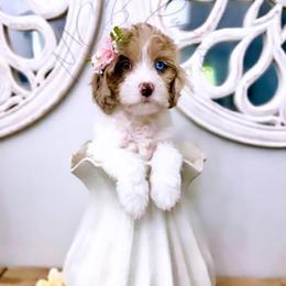 Sakura - Tri-color female Cavapoo puppy in Plant City, Florida from MCB Puppies