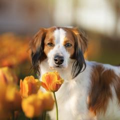 Maverick - Nederlandse Kooikerhondje
