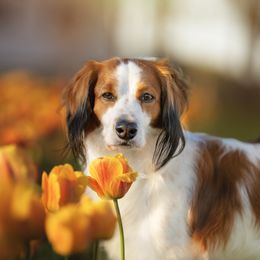 Maverick - Nederlandse Kooikerhondje