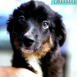 Elliot - Black tri male Miniature Australian Shepherd puppy in Punta Gorda, Florida from Christie's Creekside Aussies