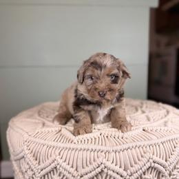 Dade - Brown merle male Aussiedoodle puppy in Sweetwater, Florida from Sandy Snout Doodles