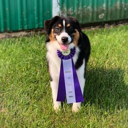 Australian Shepherd All Grown Up from Trailblazer Australian Shepherds