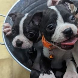 Boston Terriers from The DogMother House of Bostons