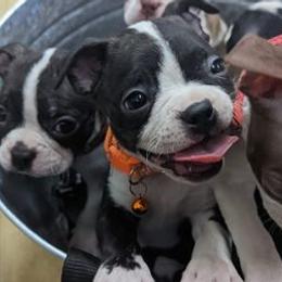Boston Terriers from The DogMother House of Bostons