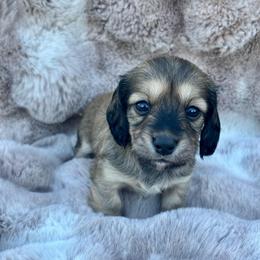 Pecorino - Cream male Dachshund puppy in Lincoln, California from ForeversEdge Doxies
