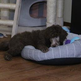 Poodle Puppies from RK'S Pets