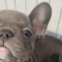 French Bulldogs from All 8 Frenchies
