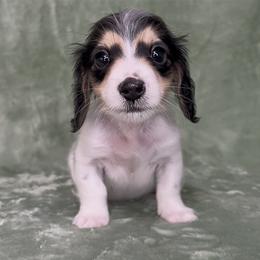 Jack - Piebald male Dachshund puppy in Poteau, Oklahoma from Sisters Dazzling Dachshunds