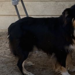 Australian Shepherds and Border Collies from Blue Cypress Stock dogs