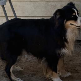 Australian Shepherds and Border Collies from Blue Cypress Stock dogs