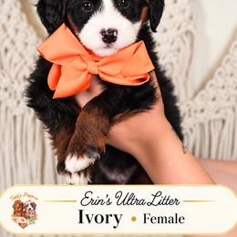 Ivory - Merle female Bernedoodle puppy in Norcross, Georgia from Teddy Puppies