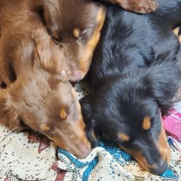 Dachshund Puppies from Callaway Country Dachshunds