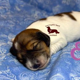 Emi - Piebald female Dachshund puppy in Seguin, Texas from Good Neighbor Ranch Dachshunds