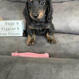 Birdie - Brindle female Dachshund puppy in Stuart, Iowa from Johnson Family Paws