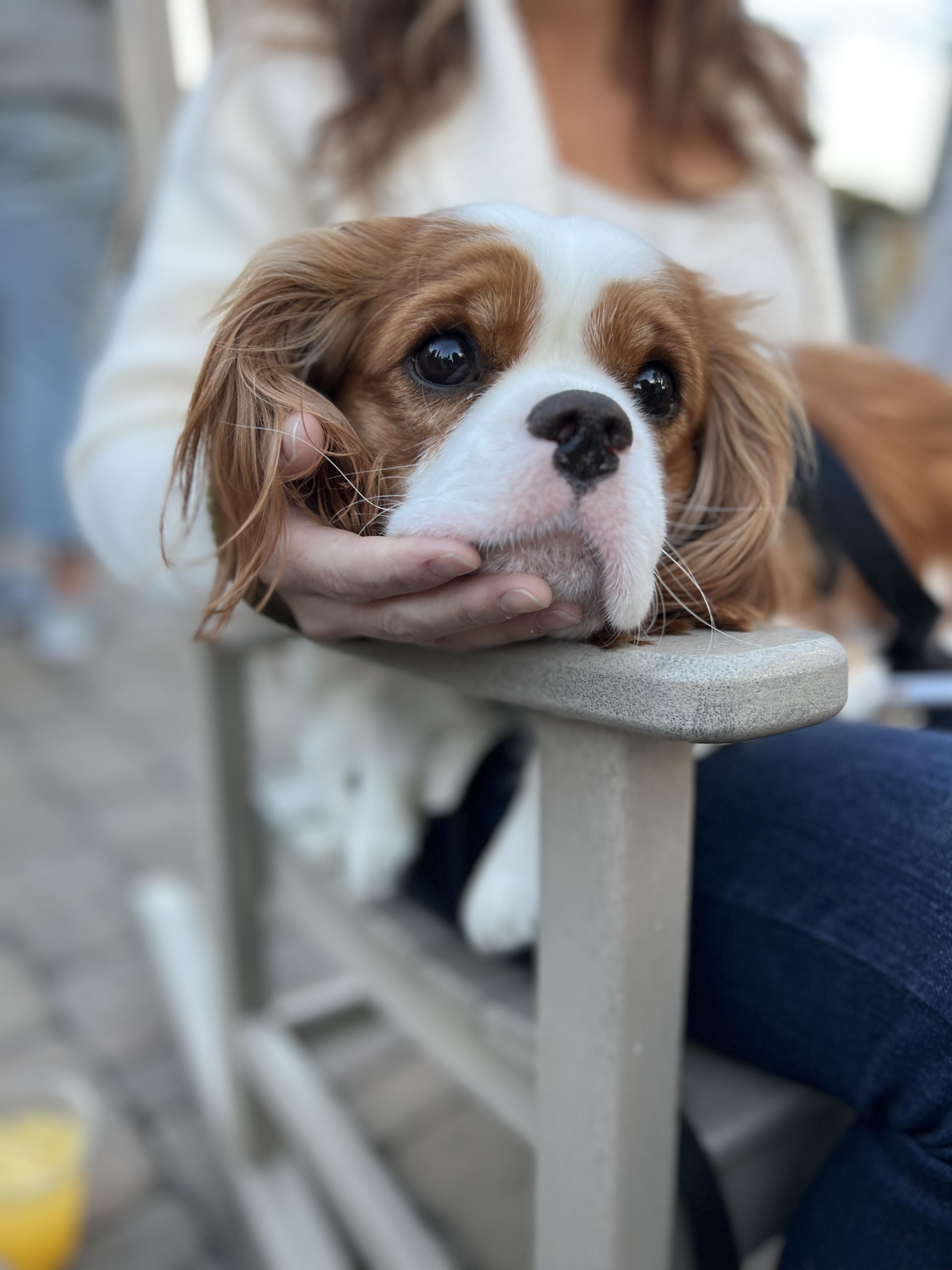 CK Cavaliers LLC in Maryland | Cavalier King Charles Spaniel and ...