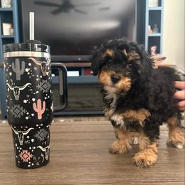 Wilma - Black and tan female Cavapoo puppy in Sun City, Arizona from AZ Cavapoos