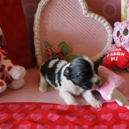 Red (Cedar) - Red sable male Havanese puppy in Sunriver, Oregon from Contigo Havanese