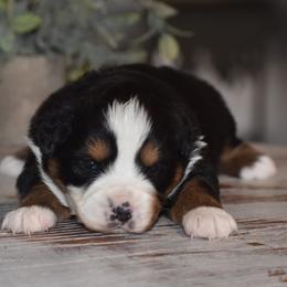 Flint - Black tri male Miniature Australian Shepherd puppy in Lowgap, North Carolina from Baileys Mini Aussies