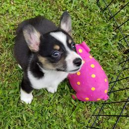 American Corgi and Pembroke Welsh Corgi Puppies from Whimsical Treasure Corgis
