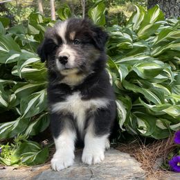 Corey - Black tri-color male Australian Shepherd puppy in Winslow, Maine from Cowboy Aussies