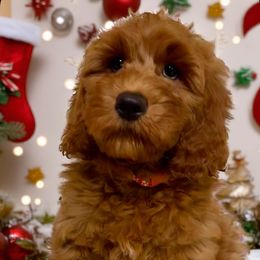 Buzz (Orange) - Red  male Goldendoodle puppy in Rocklin, California from FurEver Yours Goldendoodles