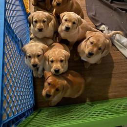 Labrador Retriever Puppies from Triple Threat Labradors
