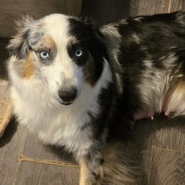 Marilyn - Australian Shepherd