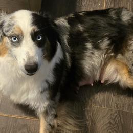 Marilyn - Australian Shepherd