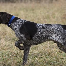 Wyatt - German Shorthaired Pointer