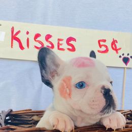 French Bulldogs from Stacy's Frenchies