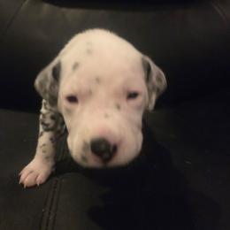 Hermes (red) - White and black male Dalmatian puppy in Palmer, Massachusetts from Delaney's Dalmatians 2