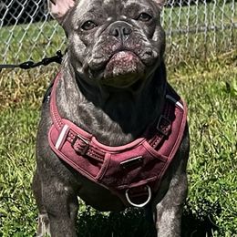French Bulldogs from 730BULLIES