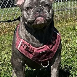 French Bulldogs from 730BULLIES