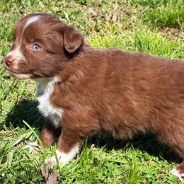 Miniature American Shepherd, Miniature Australian Shepherd, and Toy Australian Shepherd Puppies from Cooper Creek Aussies