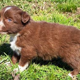 Miniature American Shepherd, Miniature Australian Shepherd, and Toy Australian Shepherd Puppies from Cooper Creek Aussies