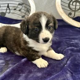 Wally - Brindle and white male Cardigan Welsh Corgi puppy in Princeton, Texas from Fable Cardigan Welsh Corgis