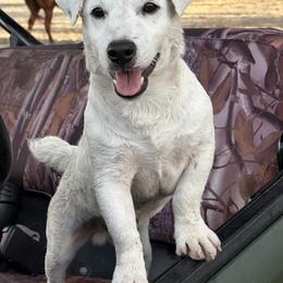 Border Collie and Jack Russell Terrier Puppies from CP FARMS BORDER COLLIES N JACKS CORP