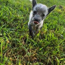 Australian Cattle Dog Puppies from Twisted C Heelers